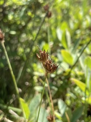 Juncus orthophyllus