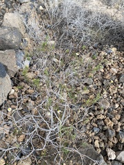 Argyranthemum gracile image