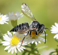 Coelioxys octodentatus