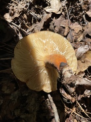 Lactifluus