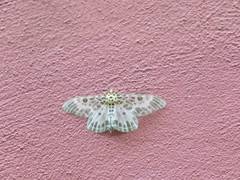 Pogonopygia nigralbata