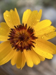 Thelesperma filifolium