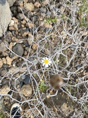 Argyranthemum gracile image