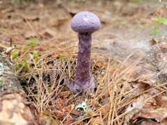 Cortinarius violaceus