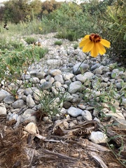 Thelesperma filifolium