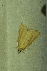 Nascia acutellus