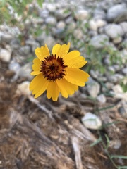 Thelesperma filifolium