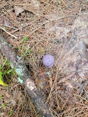 Cortinarius violaceus