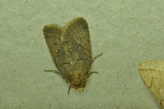 Orthodes cynica