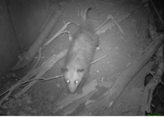 Didelphis virginiana