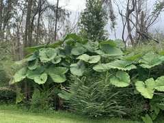 Xanthosoma robustum