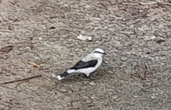 Fluvicola nengeta