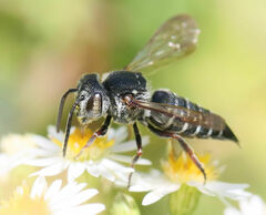 Coelioxys octodentatus