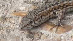 Podarcis guadarramae