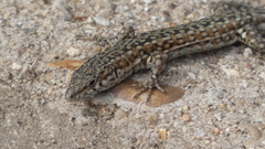 Podarcis guadarramae