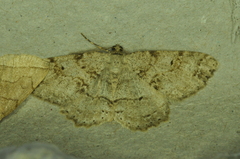 Melanolophia signataria