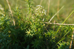 Galium