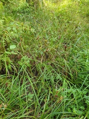 Carex lupulina