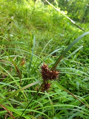Carex lupulina