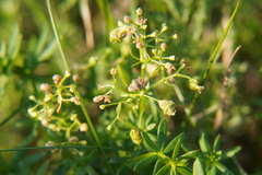 Aceria galiobia
