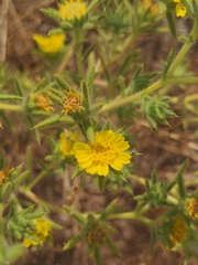 Centromadia fitchii
