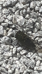 Neotibicen pruinosus