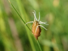 Abildgaardia ovata