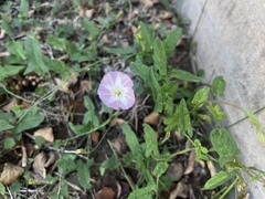 Convolvulus