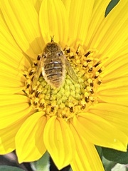 Sparnopolius confusus