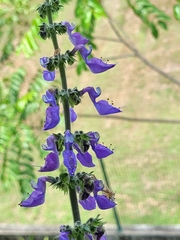 Coleus barbatus grandis