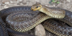 Zamenis longissimus