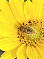 Sparnopolius confusus