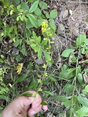 Solidago hispida
