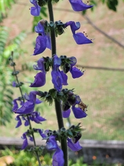 Coleus barbatus grandis
