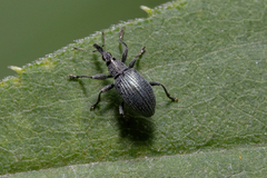 Apioninae