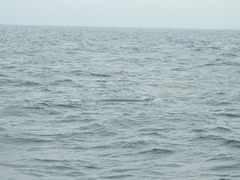 Balaenoptera physalus