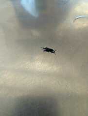 Plecia nearctica