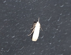 Eilema depressa