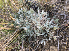 Astragalus gilviflorus