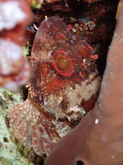 Scorpaena maderensis