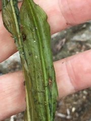 Potamogeton × angustifolius
