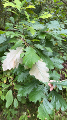 Quercus macrocarpa