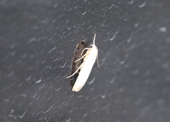 Eilema depressa