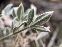Astragalus gilviflorus