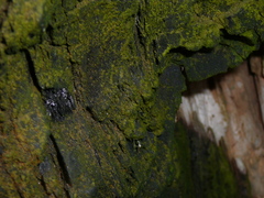 Chrysothrix candelaris