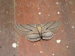 Dalima patularia