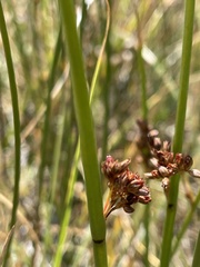 Juncus mexicanus