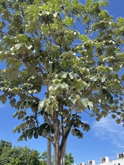 Cecropia peltata