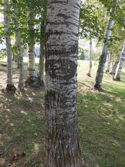 Populus