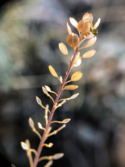 Lepidium densiflorum